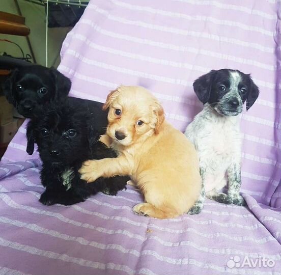 Спаниель метис щенки