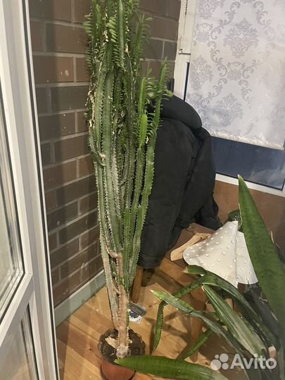 Кактус, тещин язык