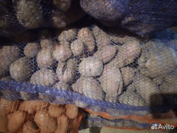 Картофель кормовой