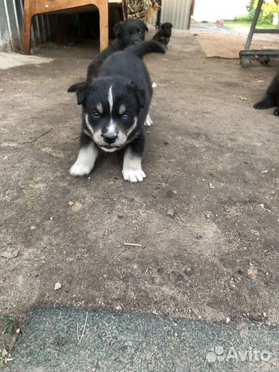 Щенки лабрадора