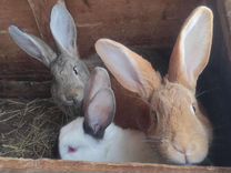 Кролики: мясо, тушенка или для разведения