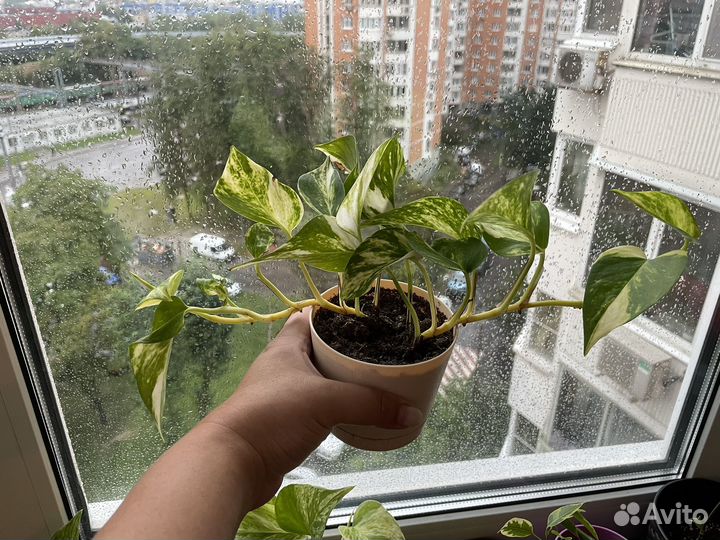 Сциндапсус эпипремнум