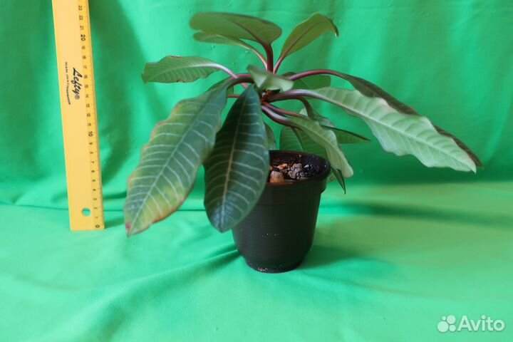 Молочай беложильчатый. Эуфорбия леуконеура