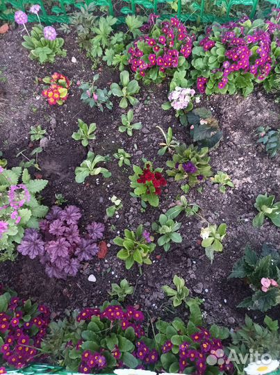 Растения для сада