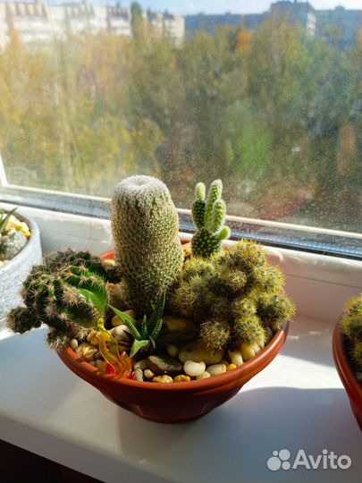 Кактусы и суккуленты