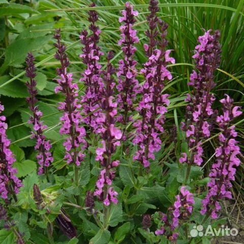 Шалфей дубравный New Dimensions Rose