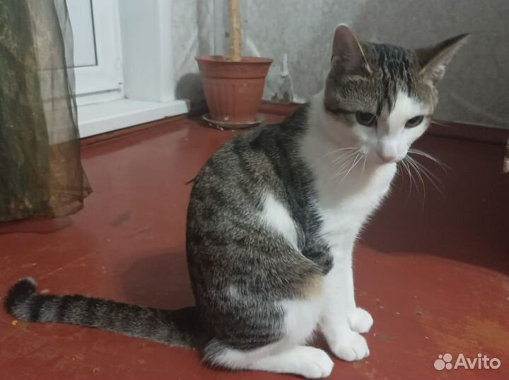 Отдам ласкового котика