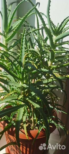 Алоэ древовидное столетник