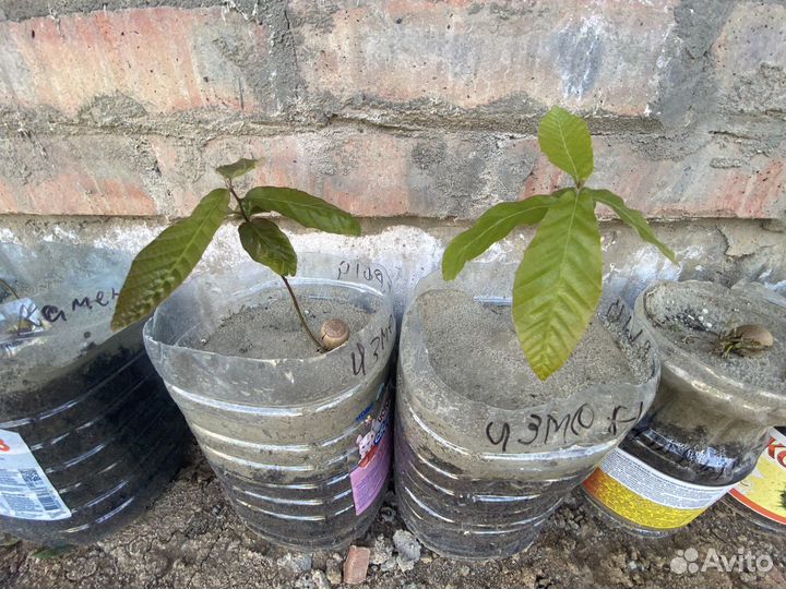 Дубы разных сортов