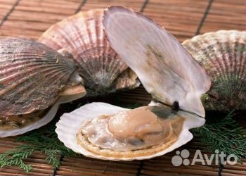 Гребешок приморский в створке раковины