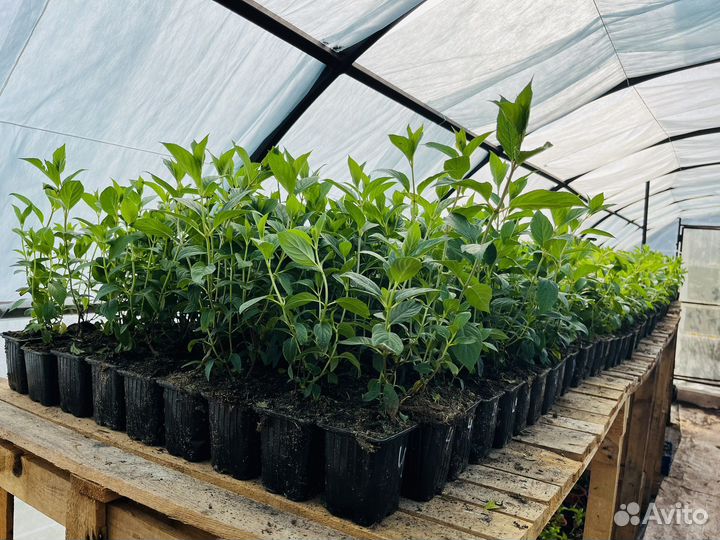 Гортензия метельчатая саженцы