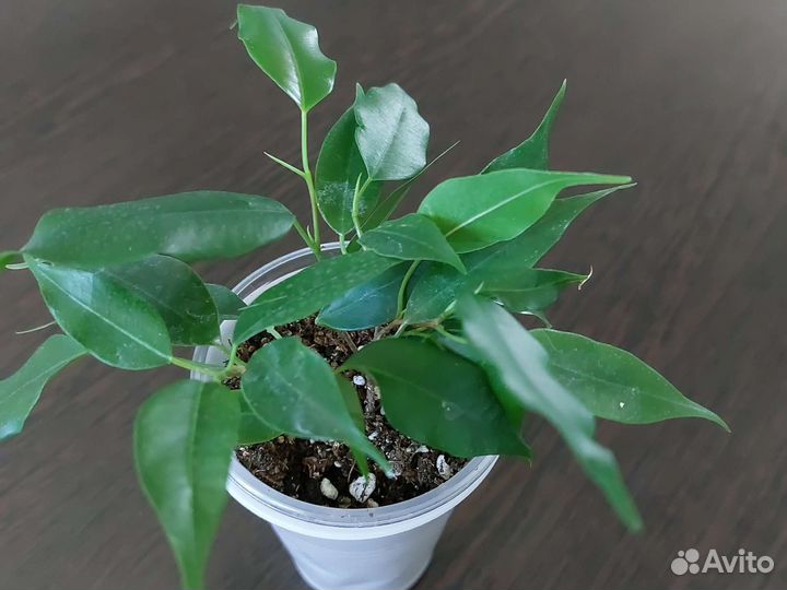 Фикус Бенджамина Наташа