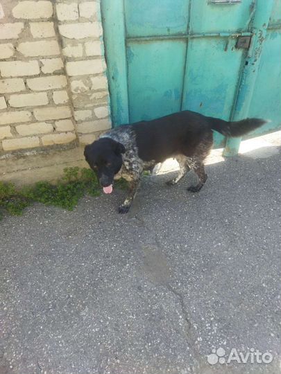 Собаки в добрые руки