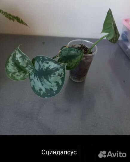 Сингониум Эпипремнум Сциндапсус Нефролепсис