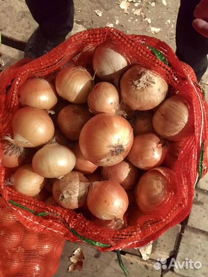 Лук репчатый Манас