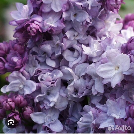 Сирень штамбовая сортовая