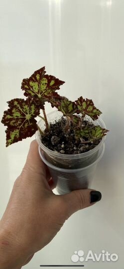 Бегония, гибискус, фикус, сингониум