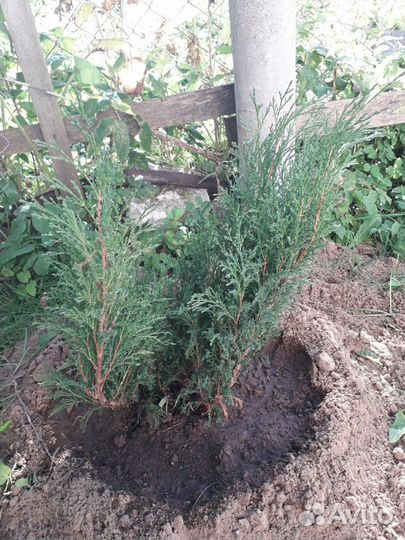 Можжевельник