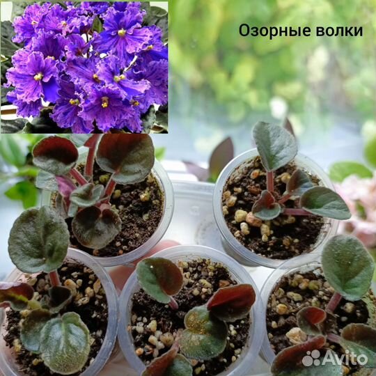 Фиалки сортовые