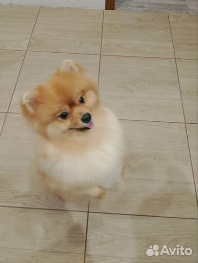 Померанский шпиц мини вязка