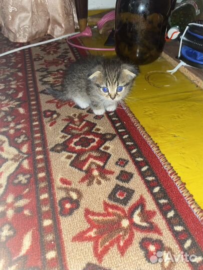 Вислоухие котята в добрые руки