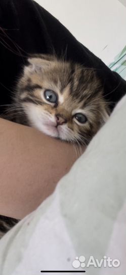 Котенок (девочка)