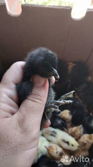 Суточные цыплята цветное яйцо