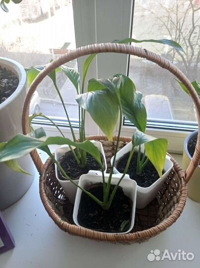 Спатифиллум