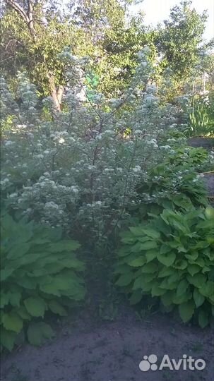 Декоративные кустарники