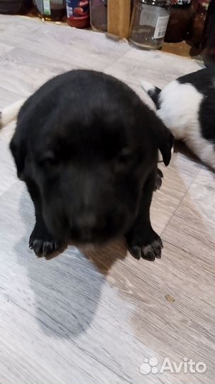 Щенки в добрые руки