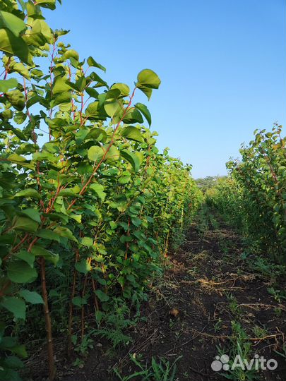 Саженцы абрикос оптом
