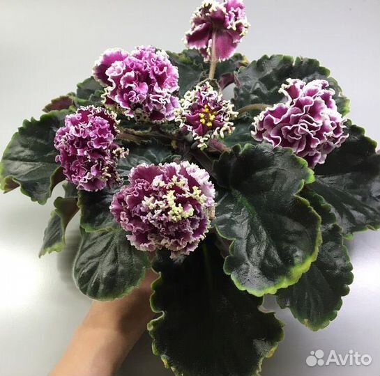 Фиалка лф-Волшебная Мелодия