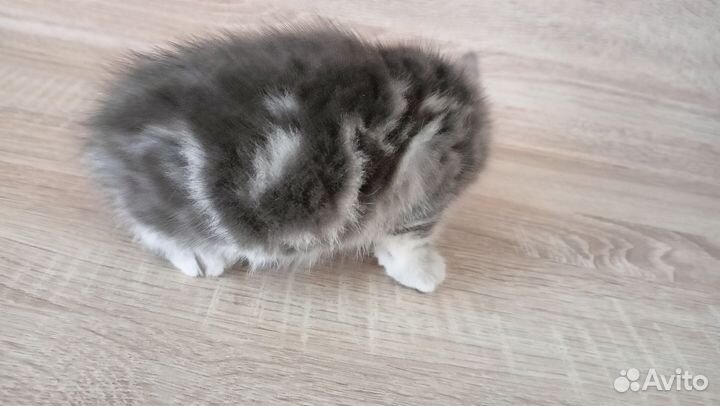 Британские котята