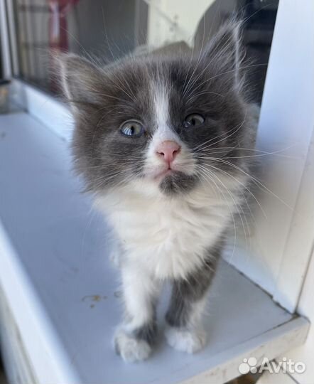 Котенок девочка в добрые руки