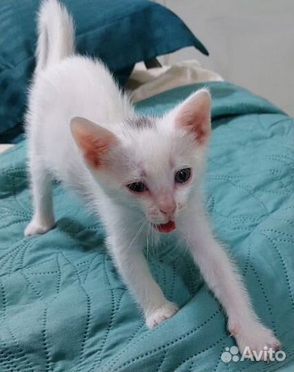 Белые котята