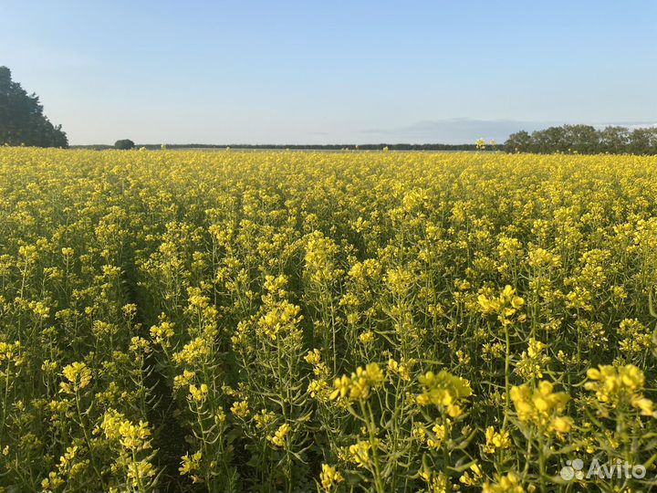 Горчица черная