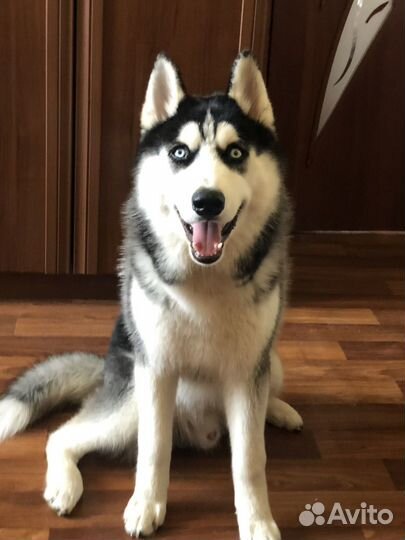 Сибирский хаски вязка мальчик 2 года