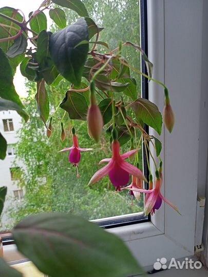 Комнатные растения, цветы