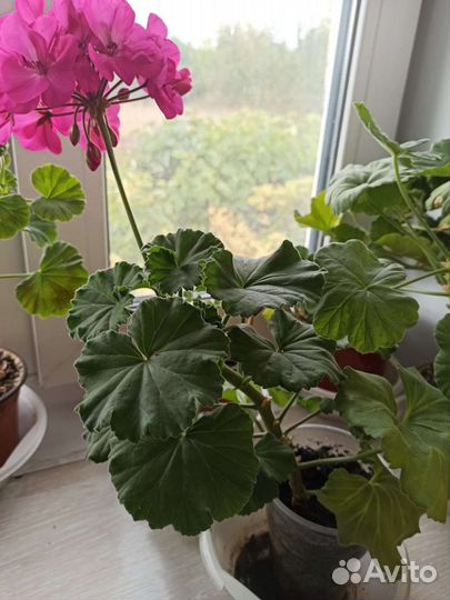 Пеларгония герань