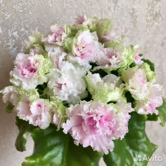 Детки сортовых фиалок