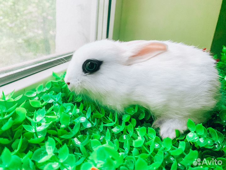 Карликовый кролик - супер мини