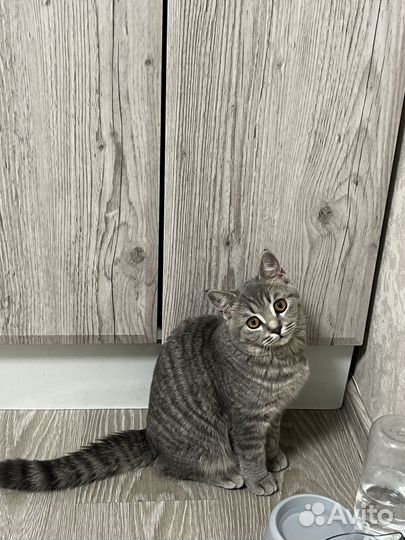 Кошка британка