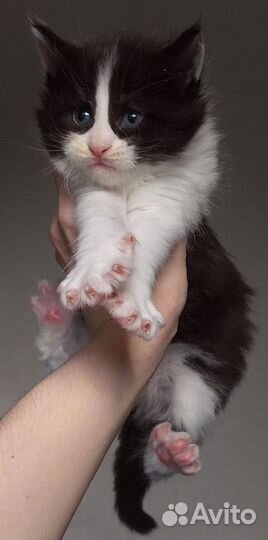 Котята Мейн-кун полидакт