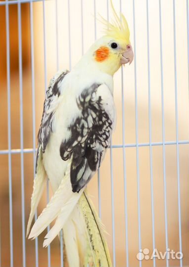 Корелла пёстрый птенцы