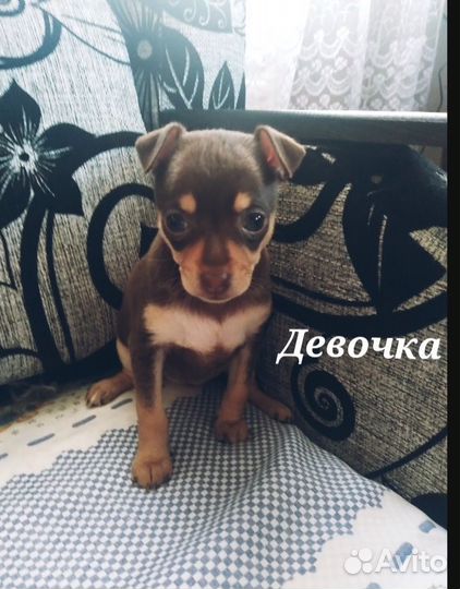 Той-терьер щенки