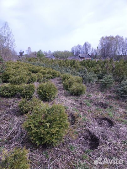 Туи шаровидные