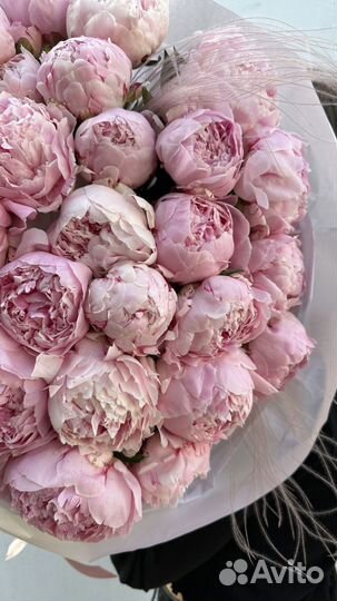 Букет пионов. Доставка в аквабоксе