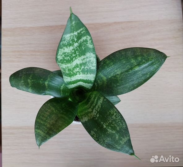 Сансевиерия трехполосная