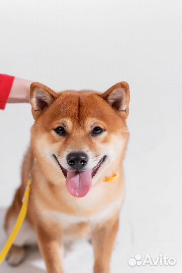 Сиба ину вязка