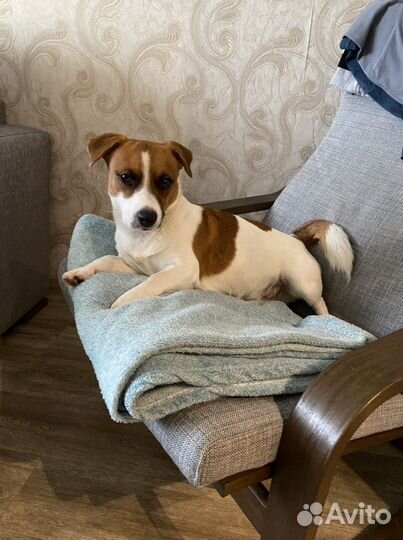 Предлагается для случки джек рассел терьер 2.5 г